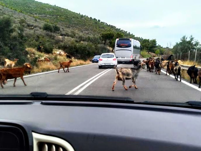 View from car window of goats crossing road and bus and car trying to go around them.